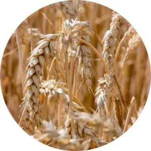 Pannenonderzetter. 3